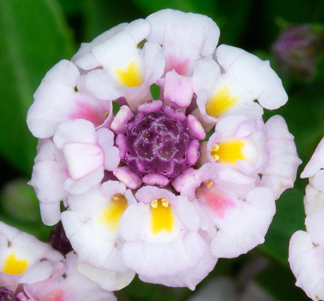 The hermaphrodite flowers, grouped in short spikes, last from April to late summer 