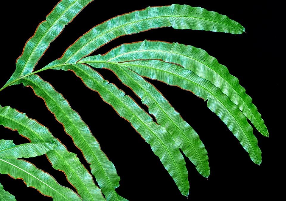 Pteris cretica