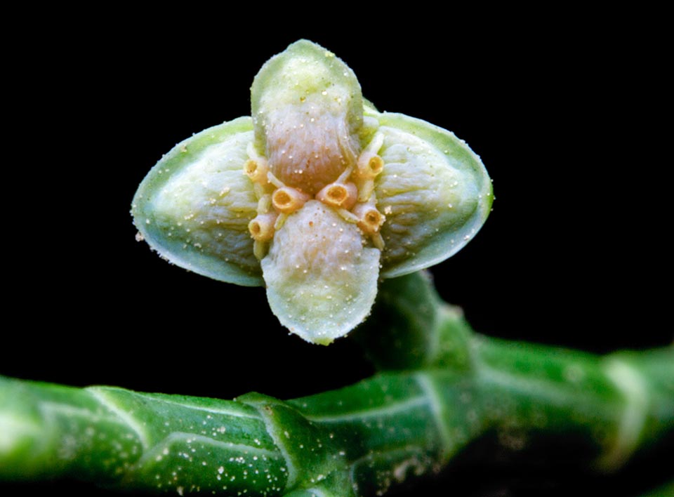 Tetraclinis articulata