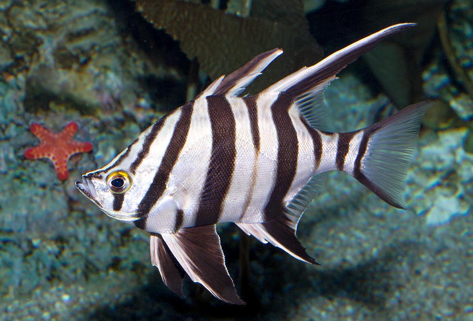 Enoplosus armatus