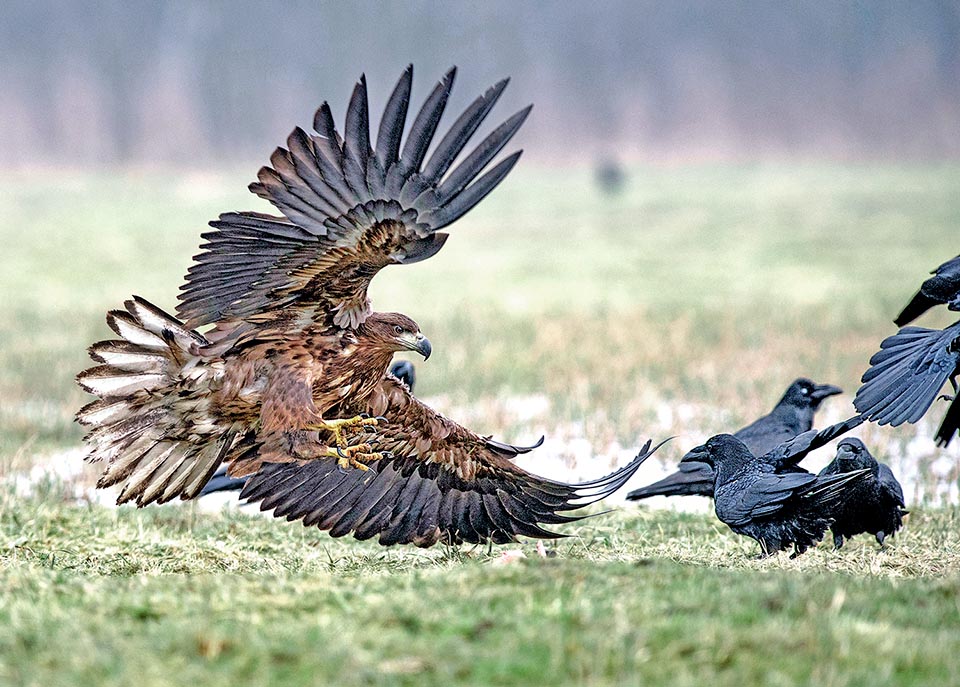 Corvus corax driven away by a sea eagle.