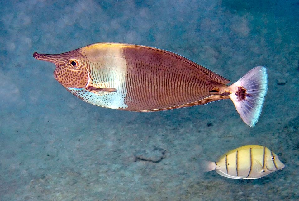 Naso brevirostris, Spotted unicornfish