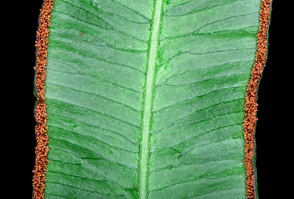 Pteris cretica