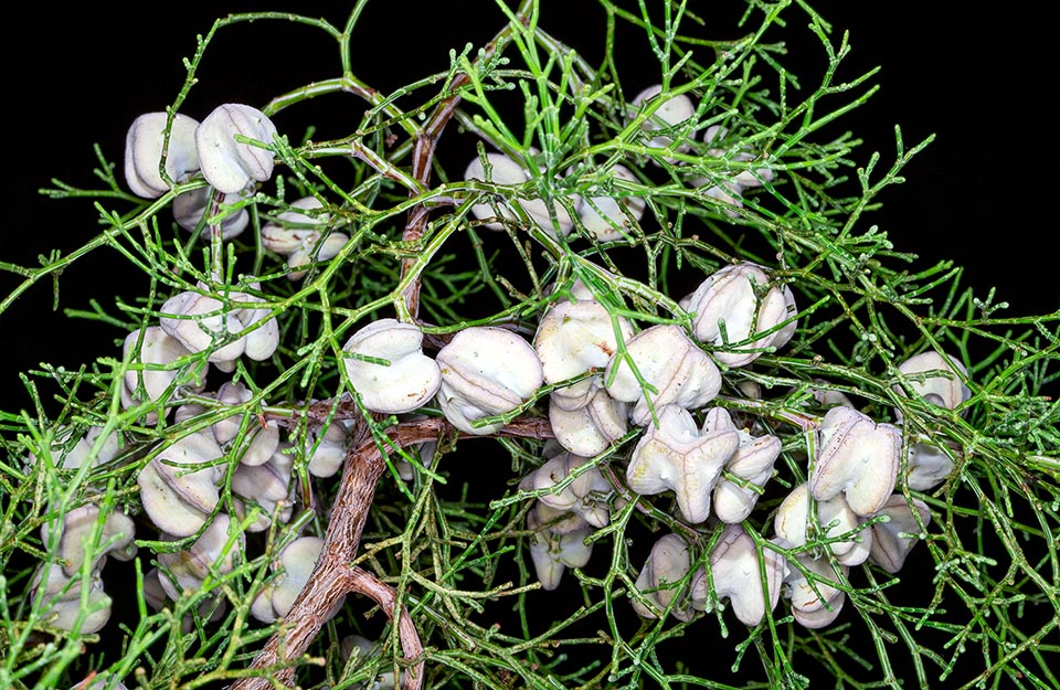 Tetraclinis articulata