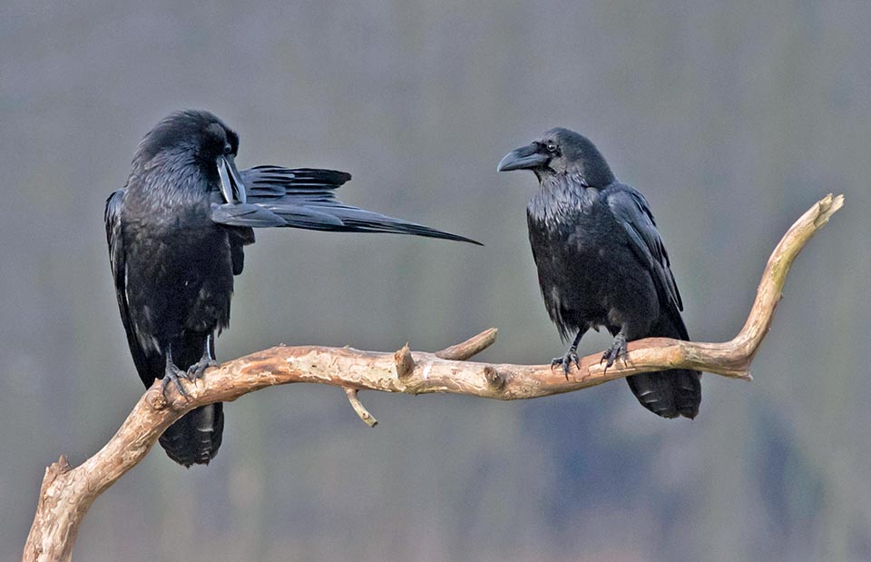 Corvus corax, Common raven