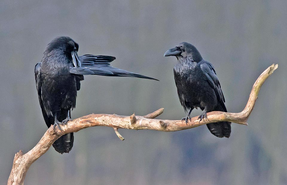 Corvus corax is a very clean bird.