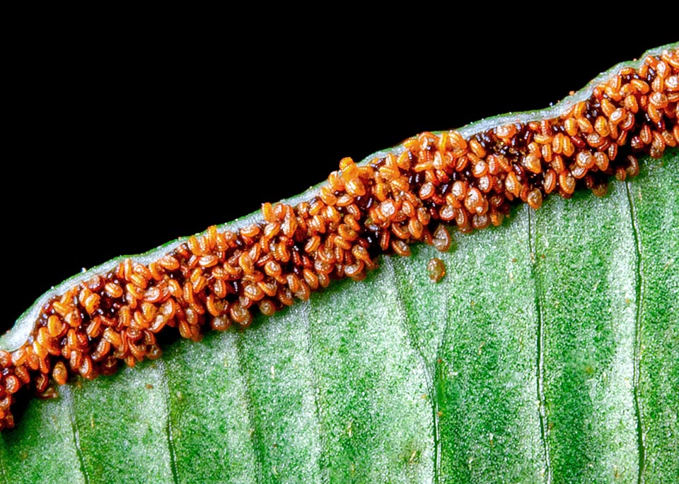 Pteris cretica