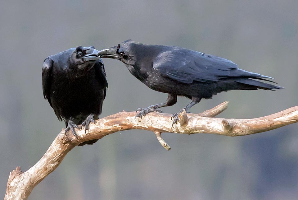 Corvus corax è una specie monogama.