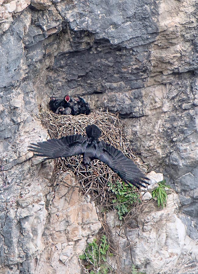 Rara immagine di un nido di Corvus corax.