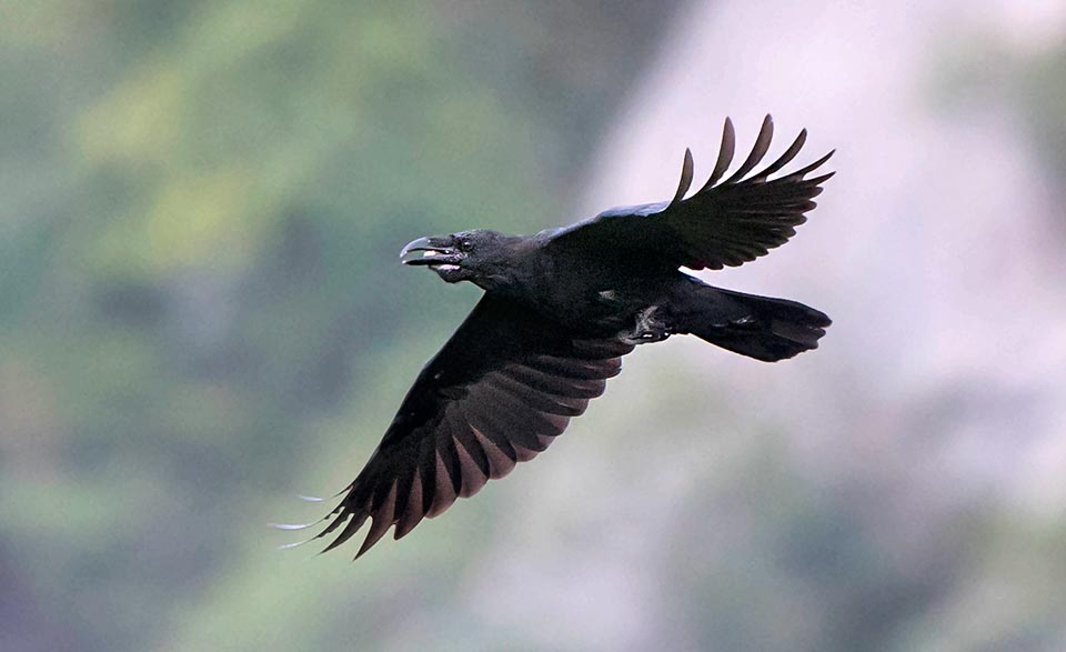 Corvus corax, Grand Corbeau 