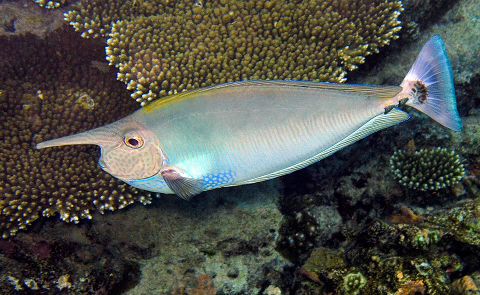 Naso brevirostris, Spotted unicornfish