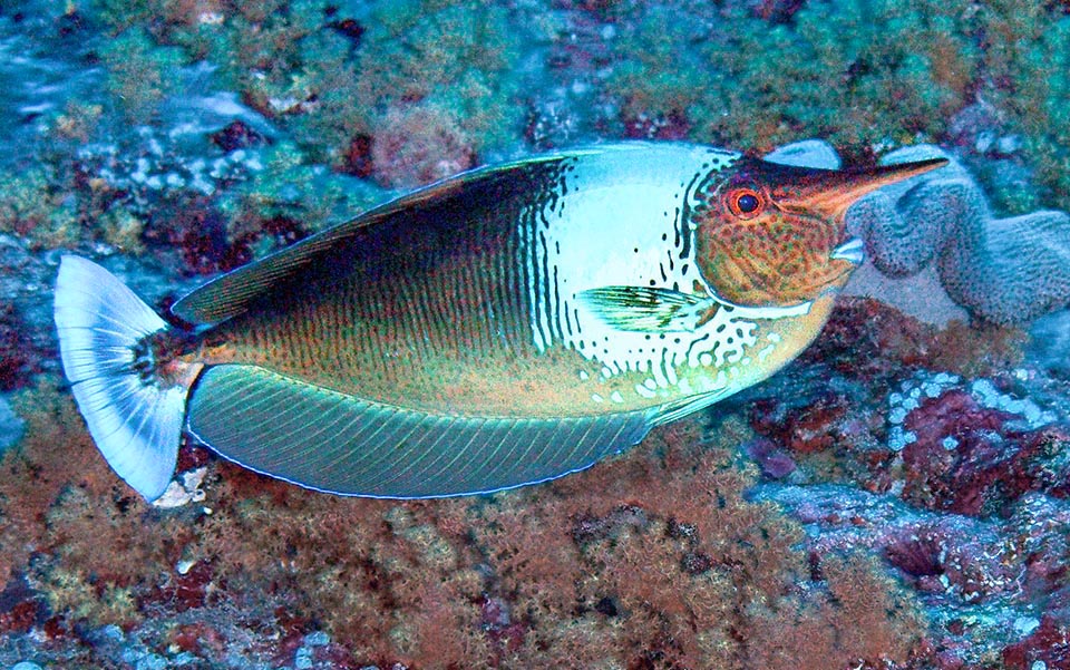 Naso brevirostris, Spotted unicornfish