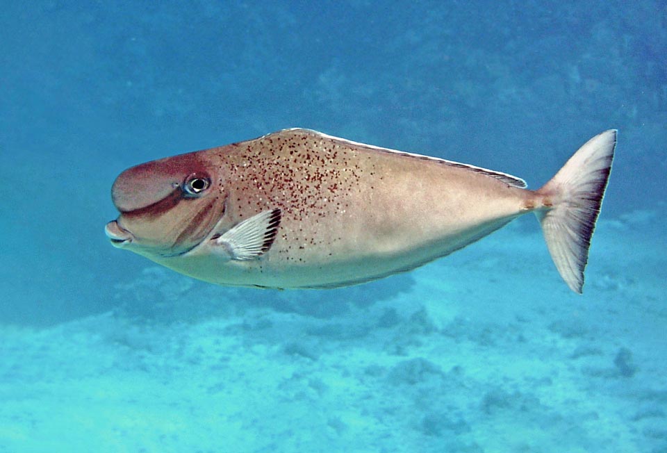 Naso tonganus Naso tonganus
