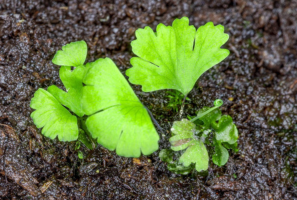 Étape suivante avec les plants en cours de croissance et les prothalles (gamétophytes) qui les ont engendrés en voie de dégénérescence 