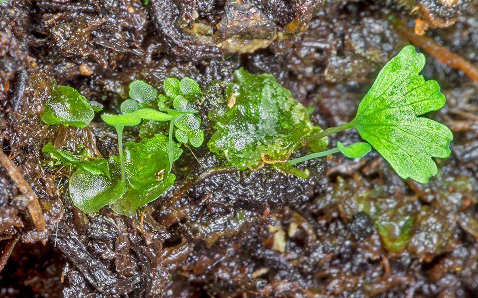 From the fallen spores generate ephemeral plants, the heart-shaped prothallia. On the lower pagina form the flagellate male gametes and the egg cells. The surrounding veil of water renders possible the fecundation and the birth of the final plants. In the magnification note some prothallia and the sporophytes still in the juvenile phase © Giuseppe Mazza