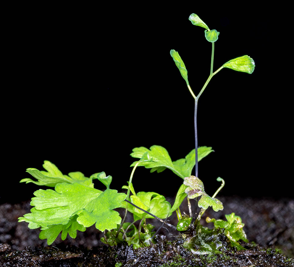 25 jours après les plants ont cet aspect. À droite une fronde avec des limbes en formation sur un long pétiole de couleur foncée 