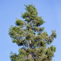 Tetraclinis articulata - Monaco Nature Encyclopedia