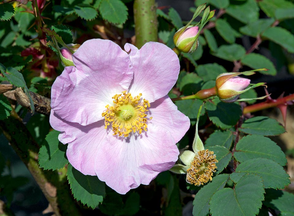 Rosa setipoda