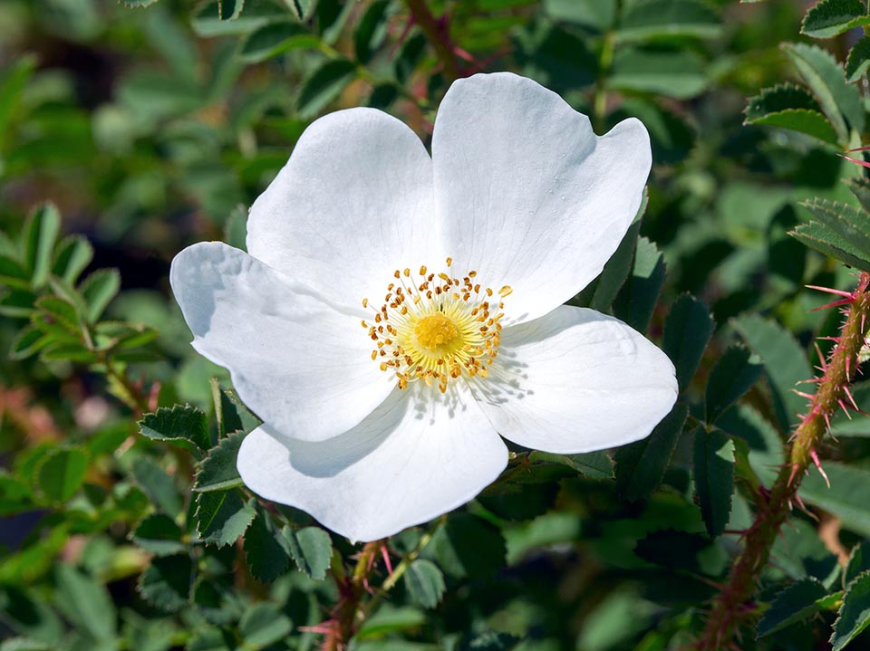 Rosa pimpinellifolia, the burnet rose (also known as Scotch Rose