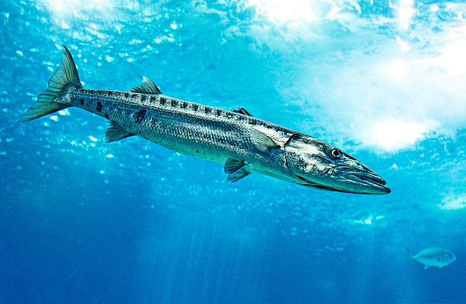 The Great barracuda, Sphyraena barracuda is present in the tropical and subtropical seas of all world, except eastern Pacific.