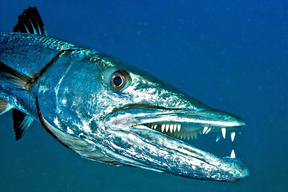 Mouth of the fish is speaking: here a barracuda