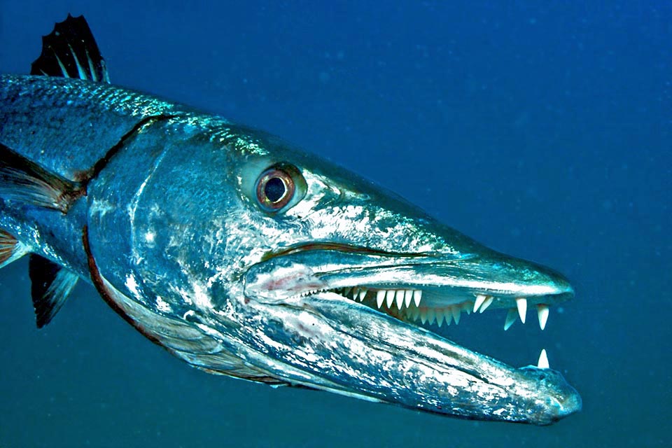 Fusiform, with pointed snout and protruding lower jaw, Sphyraena barracuda can reach the length of 2 m and 50 kg.