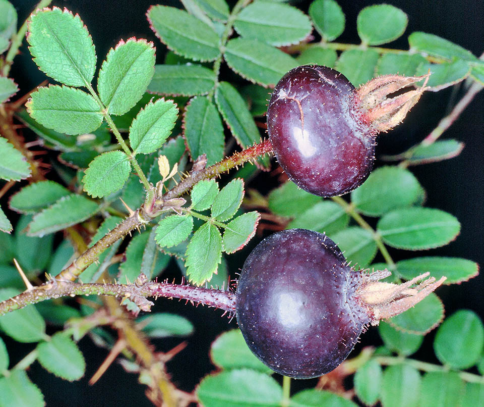 Scotch Rose (Rosa spinosissima), British Trees & Hedges