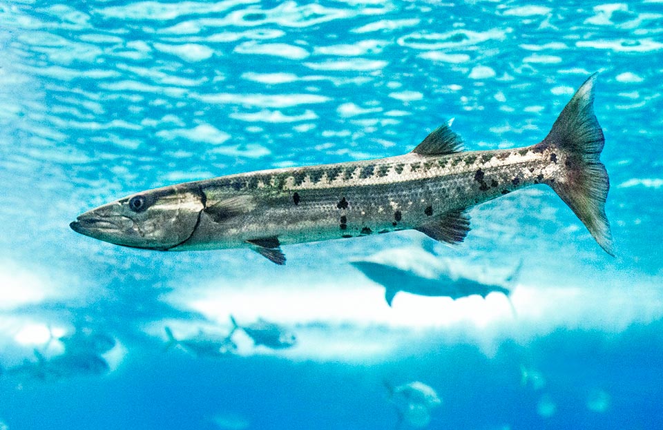 Les adultes de Sphyraena barracuda nagent souvent seuls. Leur livrée argentée est caractérisée par des barres obliques foncées au-dessus de la ligne latérale et des taches noires bien nettes en bas.