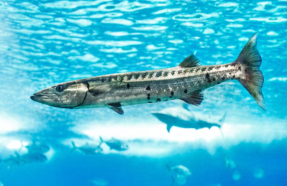 The adults of Sphyraena barracuda swim almost always isolated. The silvery livery has a characteristic pattern with dark oblique bars over the lateral line and showy black dots below.