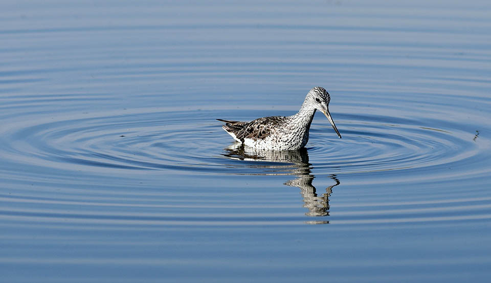 Tringa nebularia