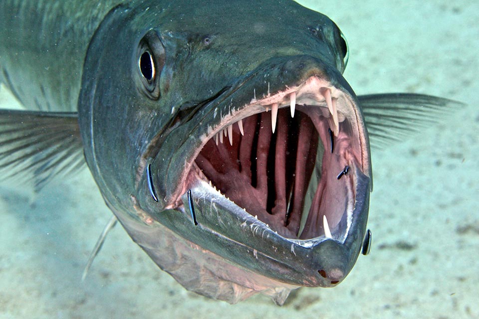 Sphyraena barracuda with wide open mouth.