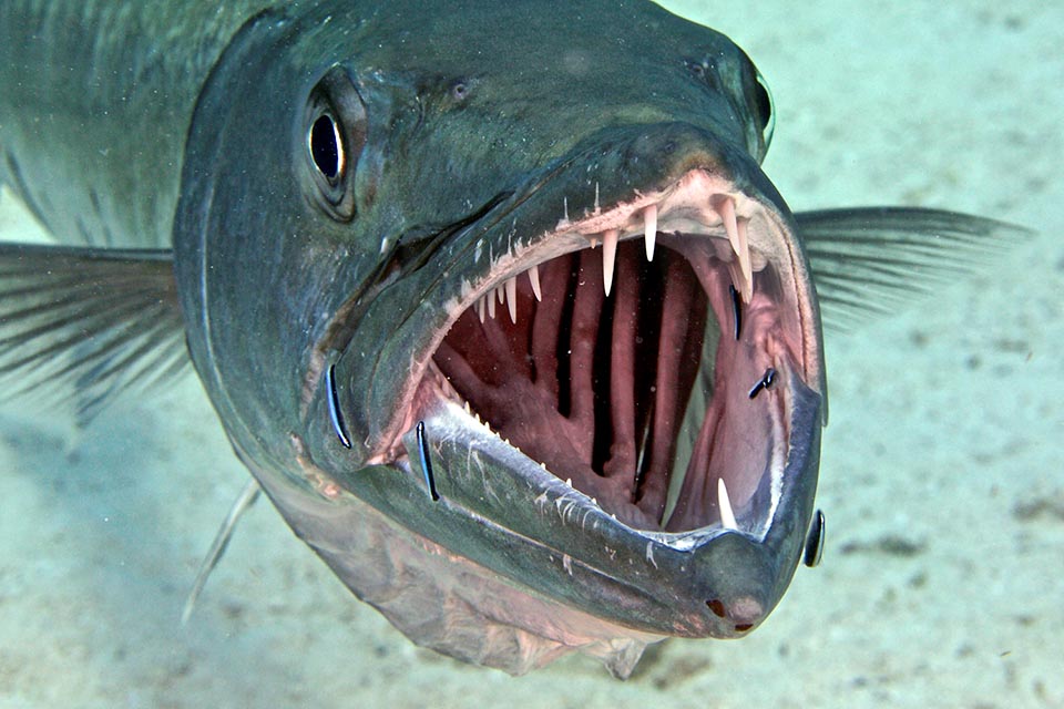 Sphyraena barracuda