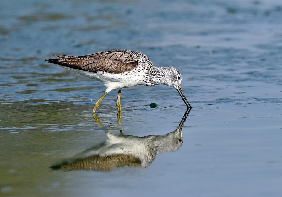 Tringa nebularia