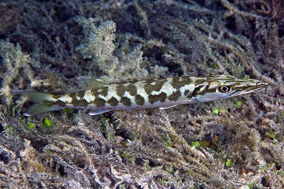 Sphyraena barracuda juveniles grow sheltered by intricate mangrove formations or hidden in the seagrass meadows. They have a mimetic livery very different from the adult one, that appears when about 80 cm long. They predate juvenile schools of atherinidae, sardines, shads or herrings, and some small benthic species such as gobies.