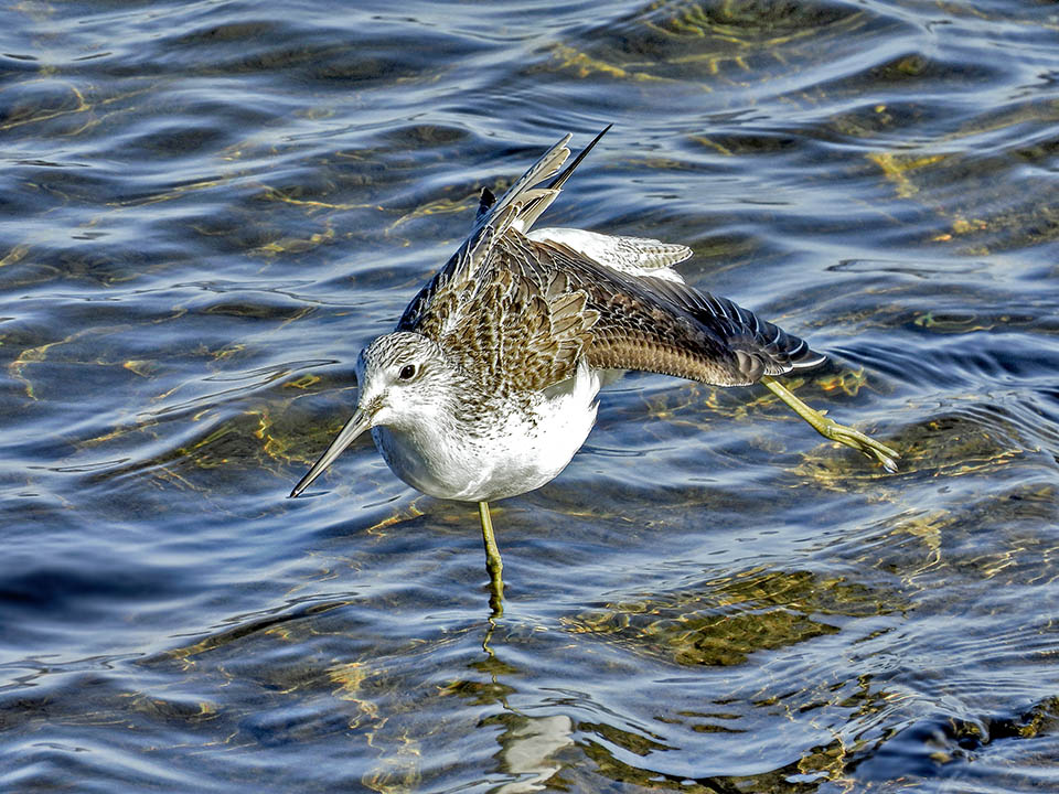 Tringa nebularia