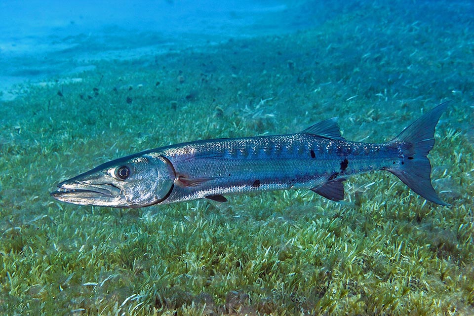 When preying poisonous species, the flesh of Sphyraena barracuda is improper for human feeding.