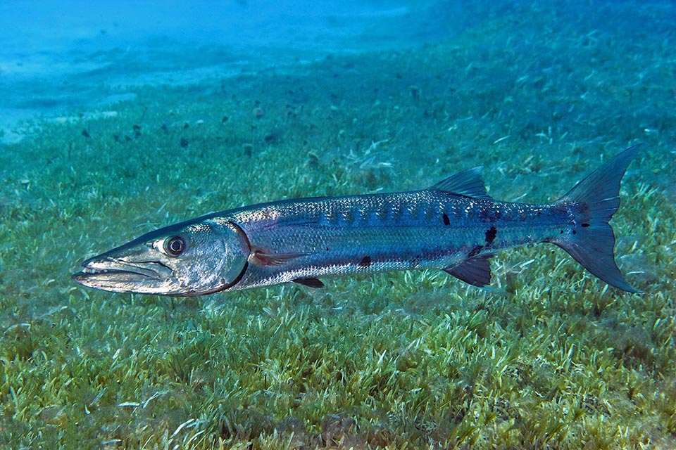 Quand Sphyraena barracuda s'attaque à des espèces venimeuses sa chair devient impropre à la consommation humaine.