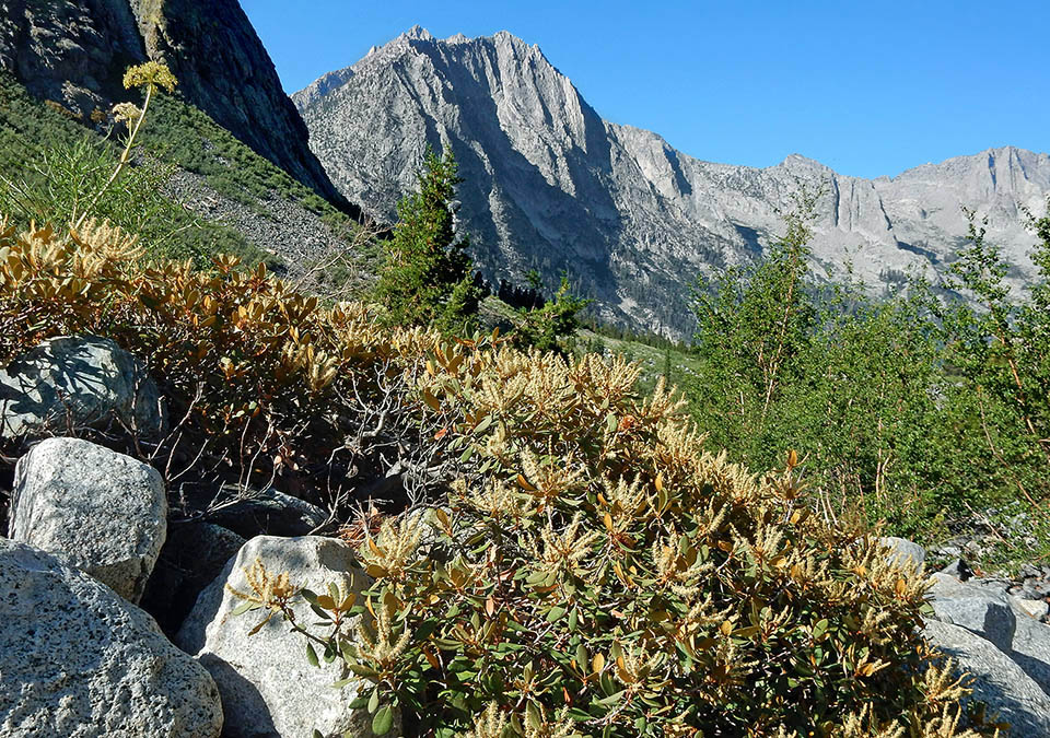 Típico paisaje alpino con Chrysolepis sempervirens. Aunque prefiere suelos menos caóticos y más ricos en humus, es frecuente encontrarla en estos ambientes y alcanza, en las montañas de California, hasta más de 3500 m de altura. Produce vástagos de raíz fácilmente y, por lo tanto, se extiende por el suelo 