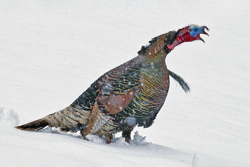 Meleagris gallopavo, Tacchino