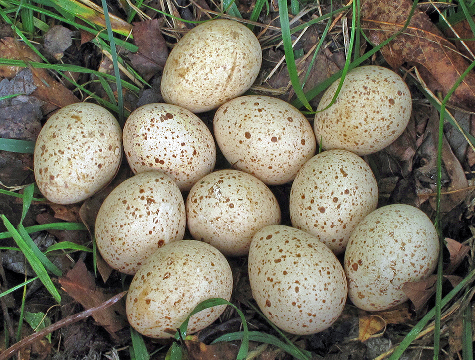 Meleagris gallopavo, Tacchino