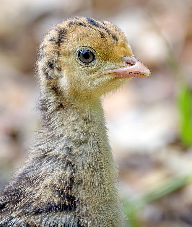 Meleagris gallopavo, Tacchino