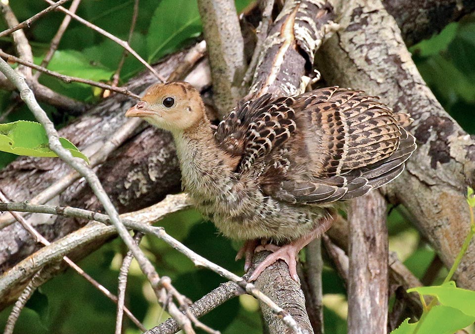 Meleagris gallopavo, Tacchino