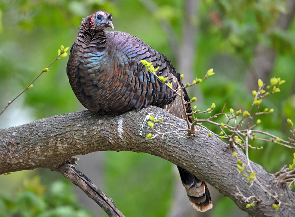 Meleagris gallopavo, Tacchino