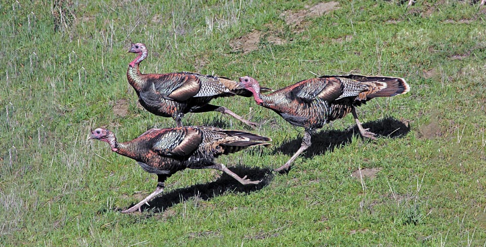 Meleagris gallopavo, Tacchino