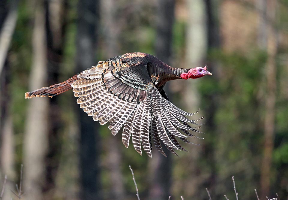 Meleagris gallopavo, Tacchino