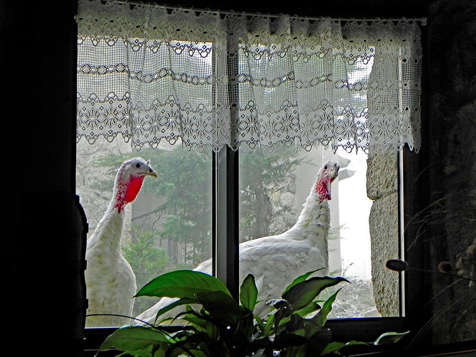 Meleagris gallopavo, Turkey