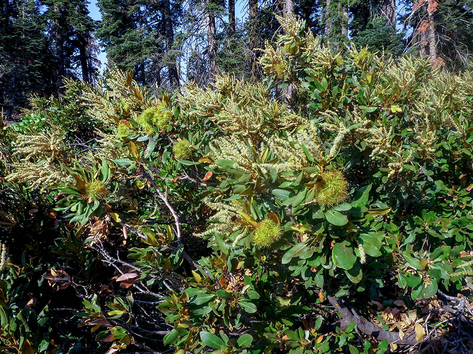 Chrysolepis sempervirens en un claro al borde de un bosque de coníferas. Este arbusto bajo perenne puede alcanzar a veces los 2-2,5 m de altura 