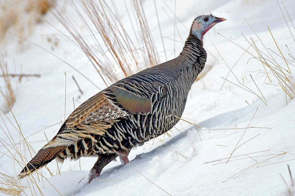 Meleagris gallopavo, Tacchino