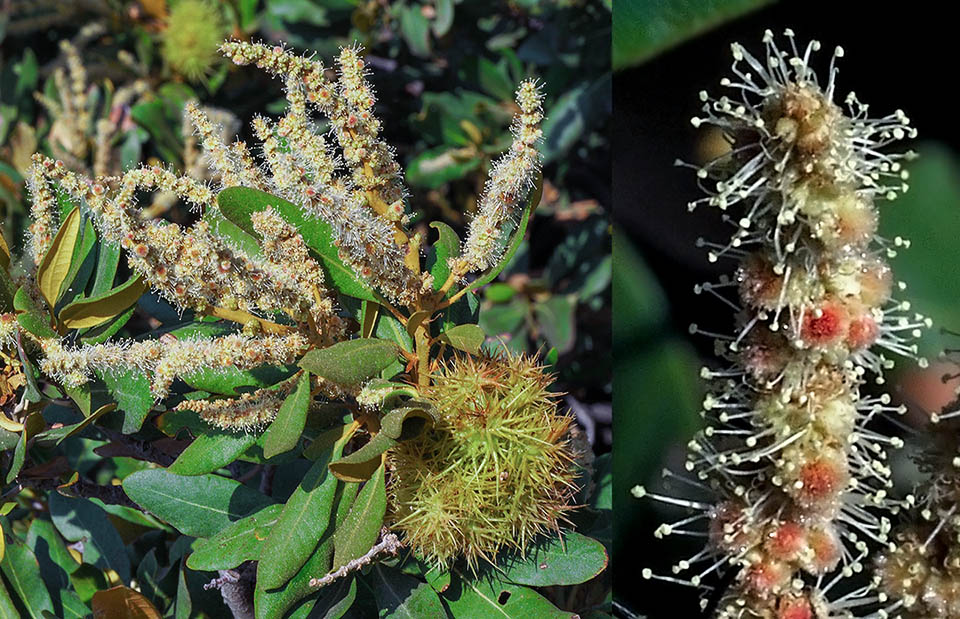 Inflorescencias y erizos del año anterior; a la derecha, detalle de las anteras. La polinización se debe al viento y a insectos atraídos por el fuerte olor a almizcle