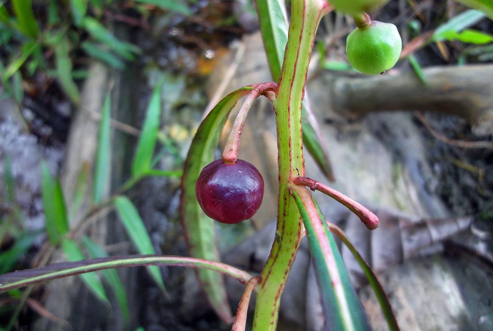 Hydrocera triflora